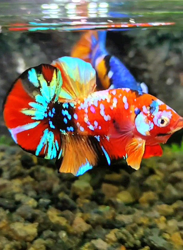 PLAKAT SUPER GALAXY MULTICOLOR BETTA FISH