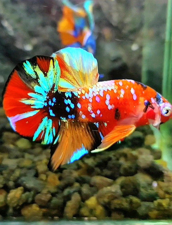 PLAKAT SUPER GALAXY MULTICOLOR BETTA FISH