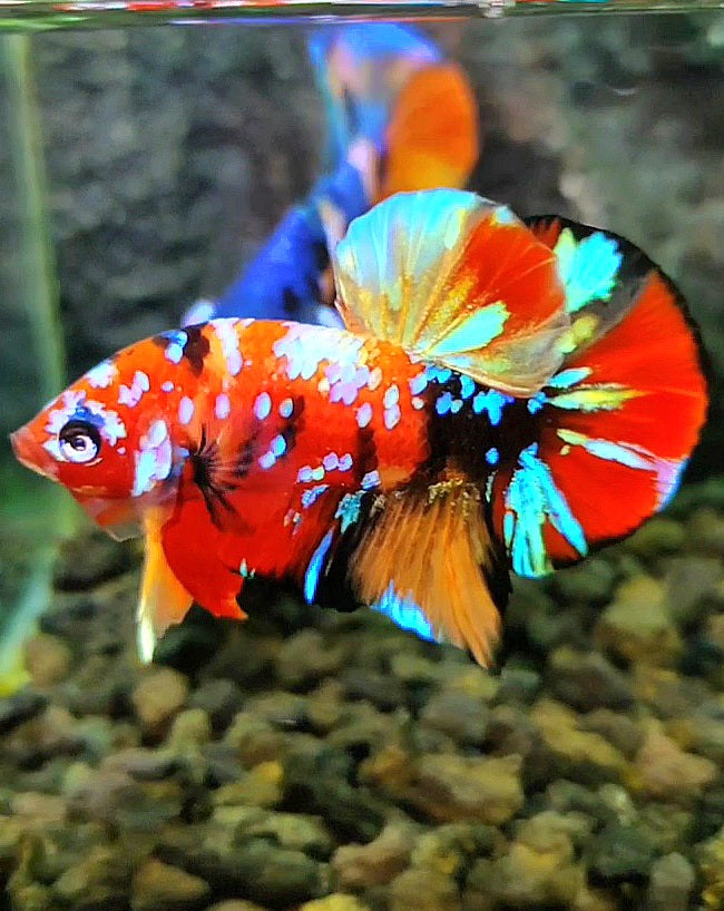 PLAKAT SUPER GALAXY MULTICOLOR BETTA FISH