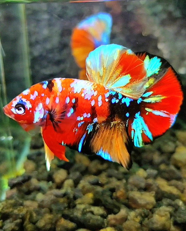 PLAKAT SUPER GALAXY MULTICOLOR BETTA FISH