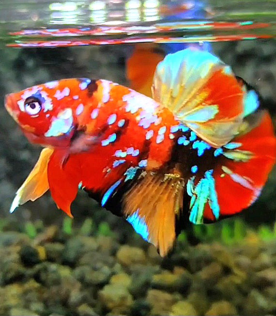 PLAKAT SUPER GALAXY MULTICOLOR BETTA FISH