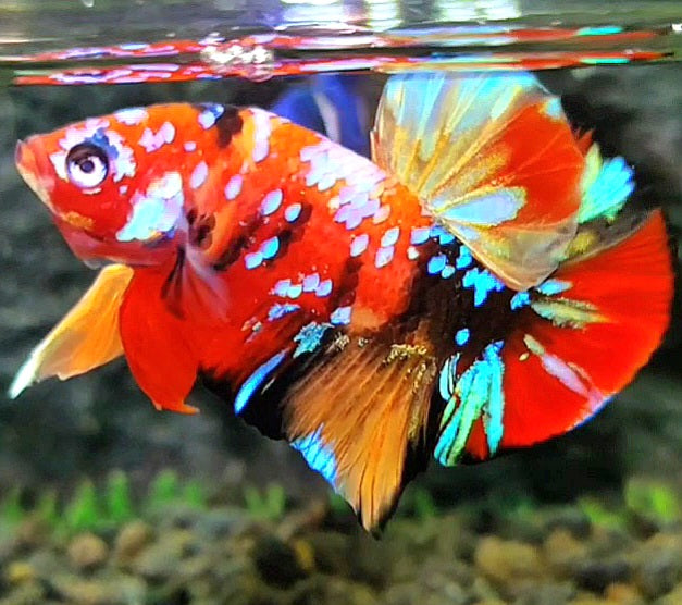 PLAKAT SUPER GALAXY MULTICOLOR BETTA FISH