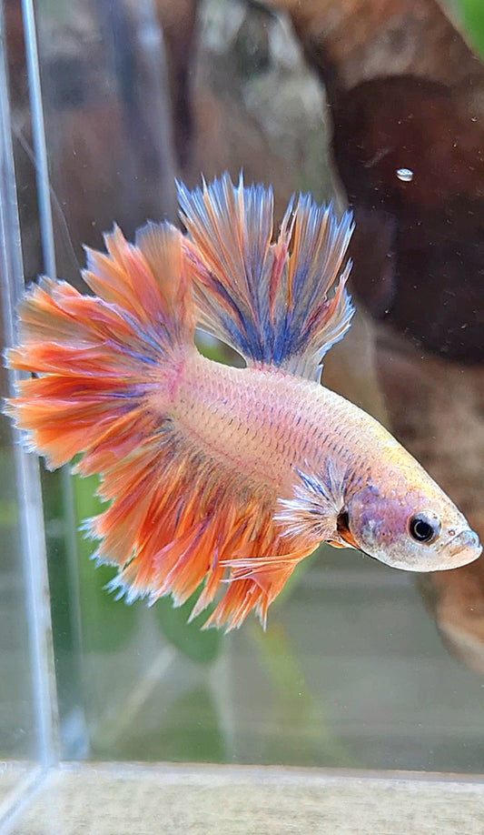HALFMOON FEATHER TAIL ORANGE MASCOT BETTA FISH