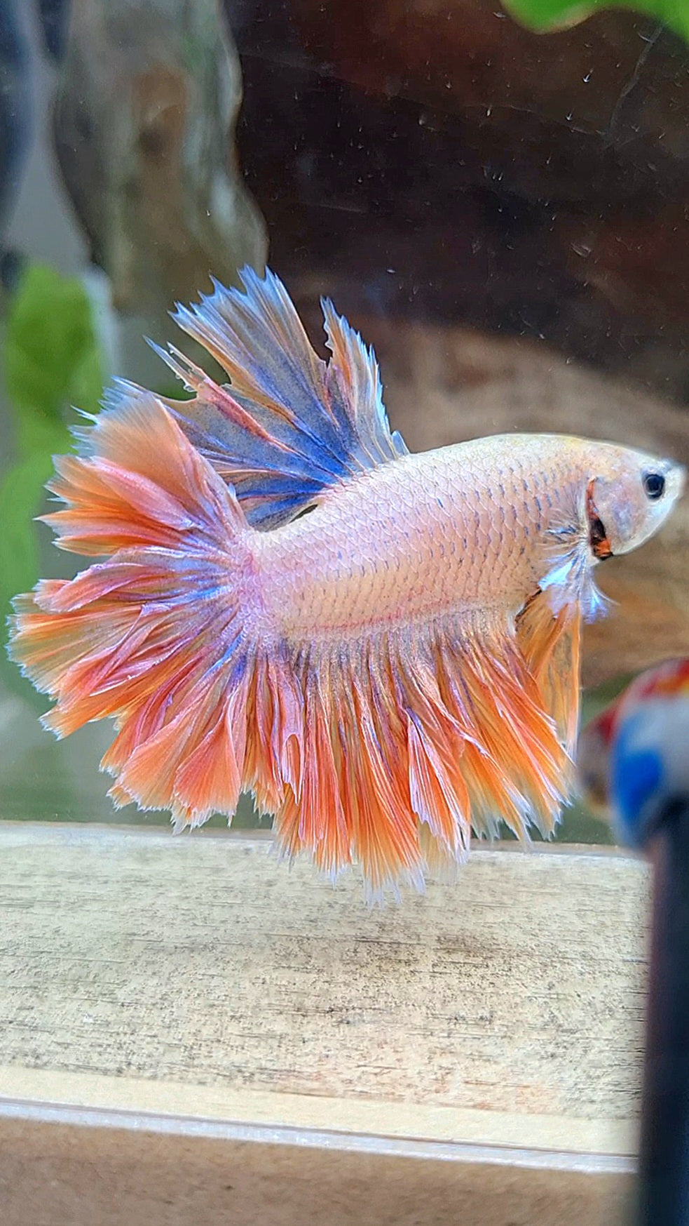 HALFMOON FEATHER TAIL ORANGE MASCOT BETTA FISH