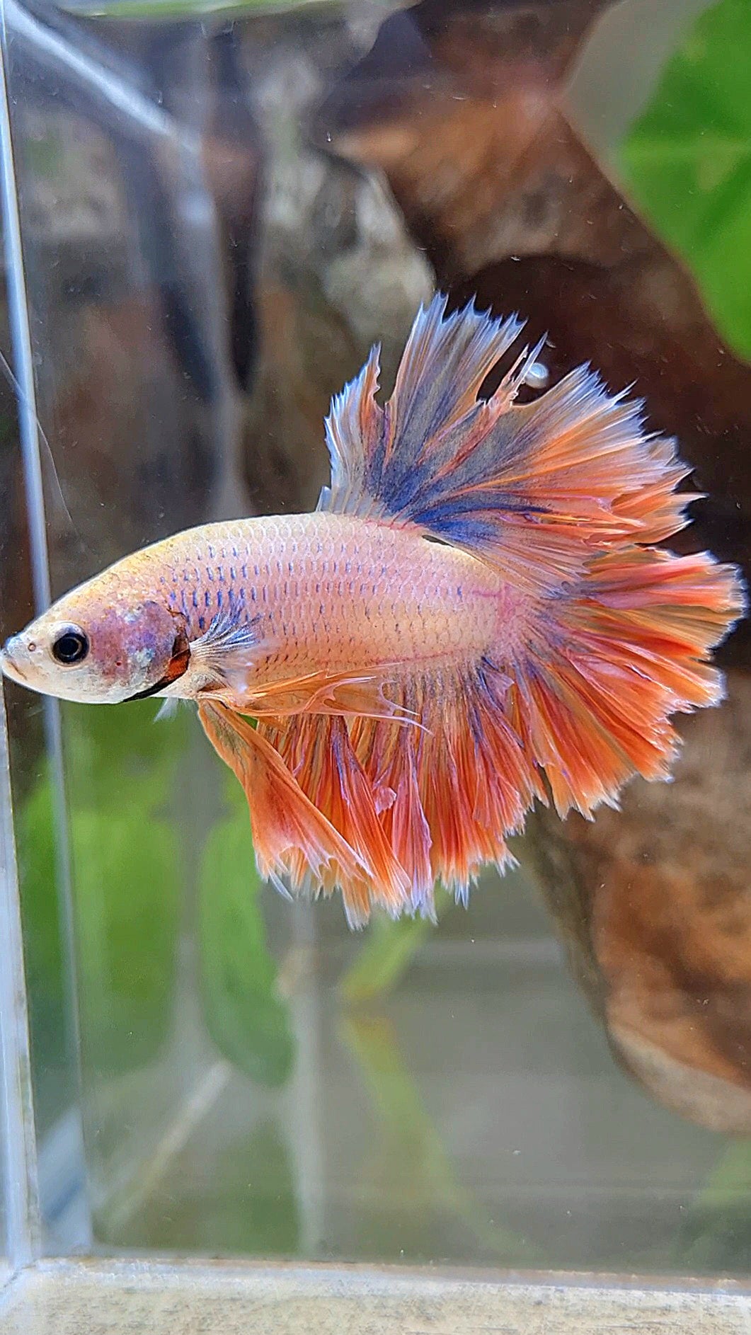 HALFMOON FEATHER TAIL ORANGE MASCOT BETTA FISH