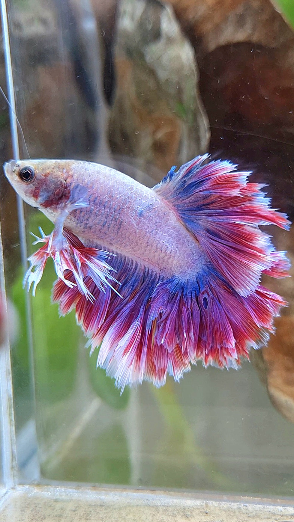 KING FEATHER TAIL HALFMOON PURPLE MASCOT BETTA FISH
