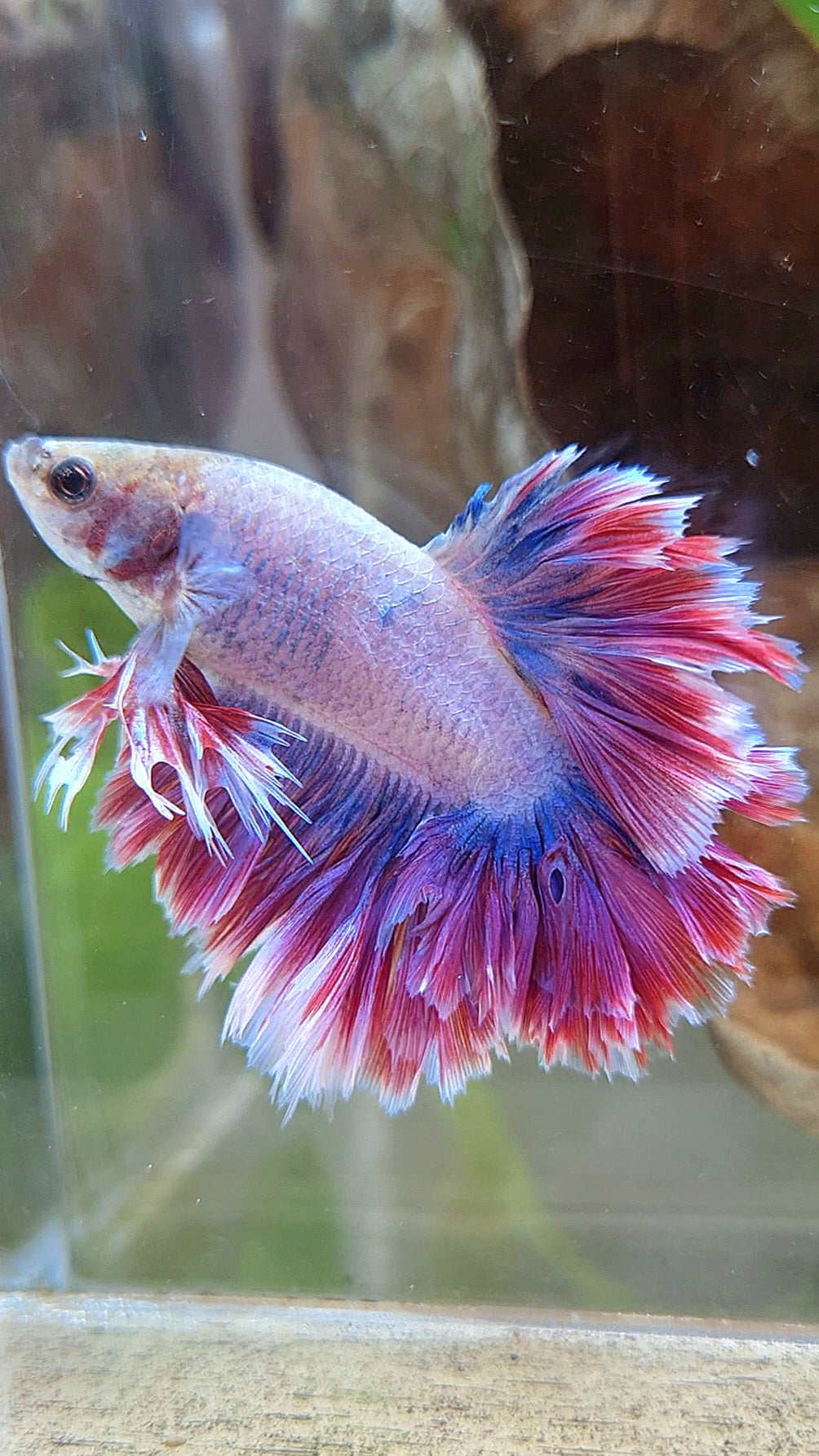 KING FEATHER TAIL HALFMOON PURPLE MASCOT BETTA FISH