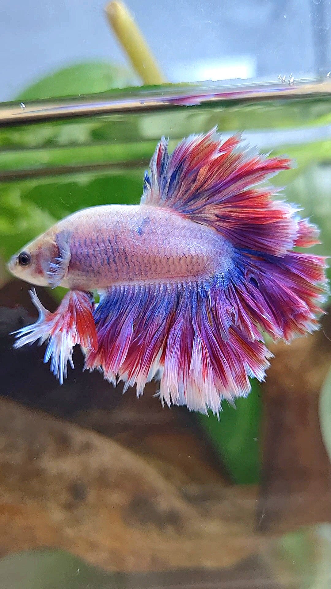 KING FEATHER TAIL HALFMOON PURPLE MASCOT BETTA FISH