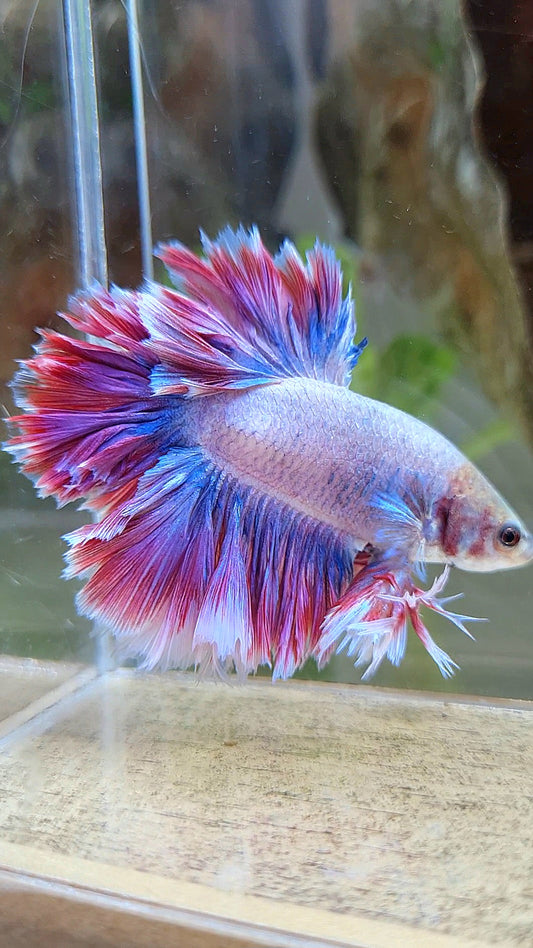 KING FEATHER TAIL HALFMOON PURPLE MASCOT BETTA FISH