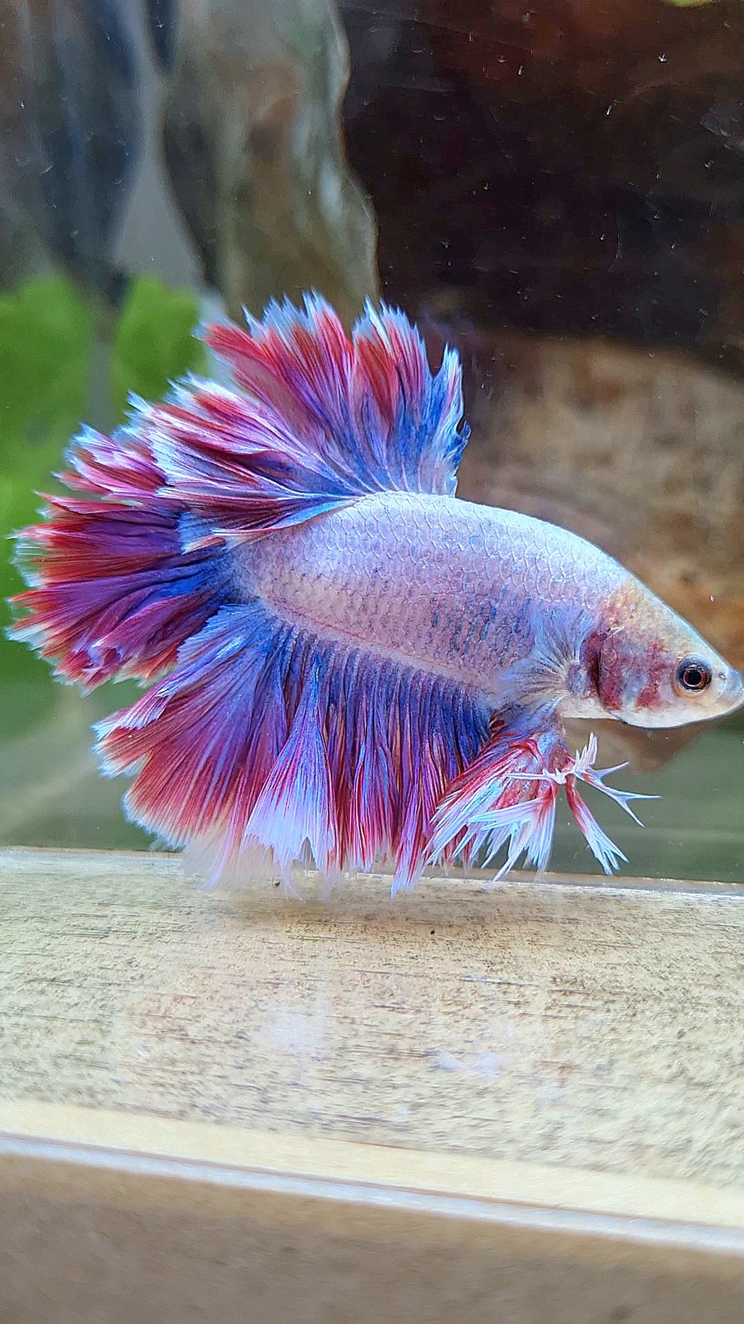 KING FEATHER TAIL HALFMOON PURPLE MASCOT BETTA FISH