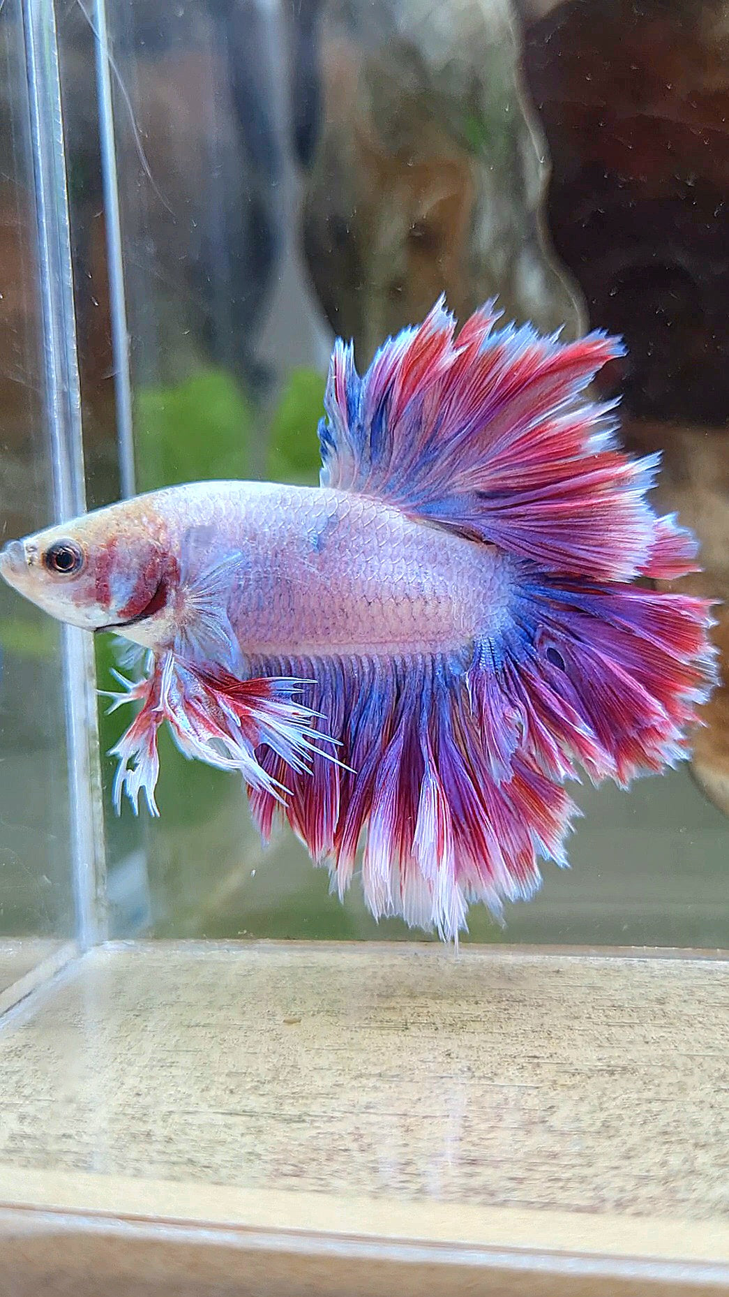 KING FEATHER TAIL HALFMOON PURPLE MASCOT BETTA FISH