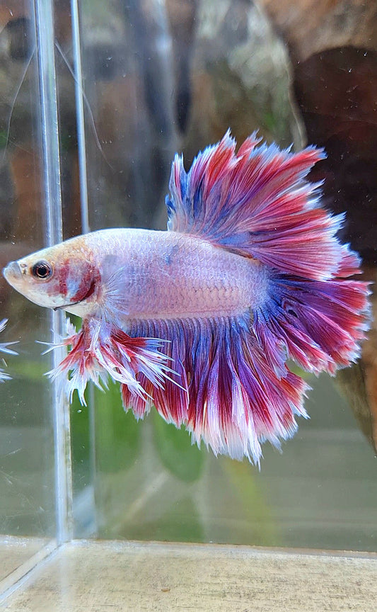 KING FEATHER TAIL HALFMOON PURPLE MASCOT BETTA FISH
