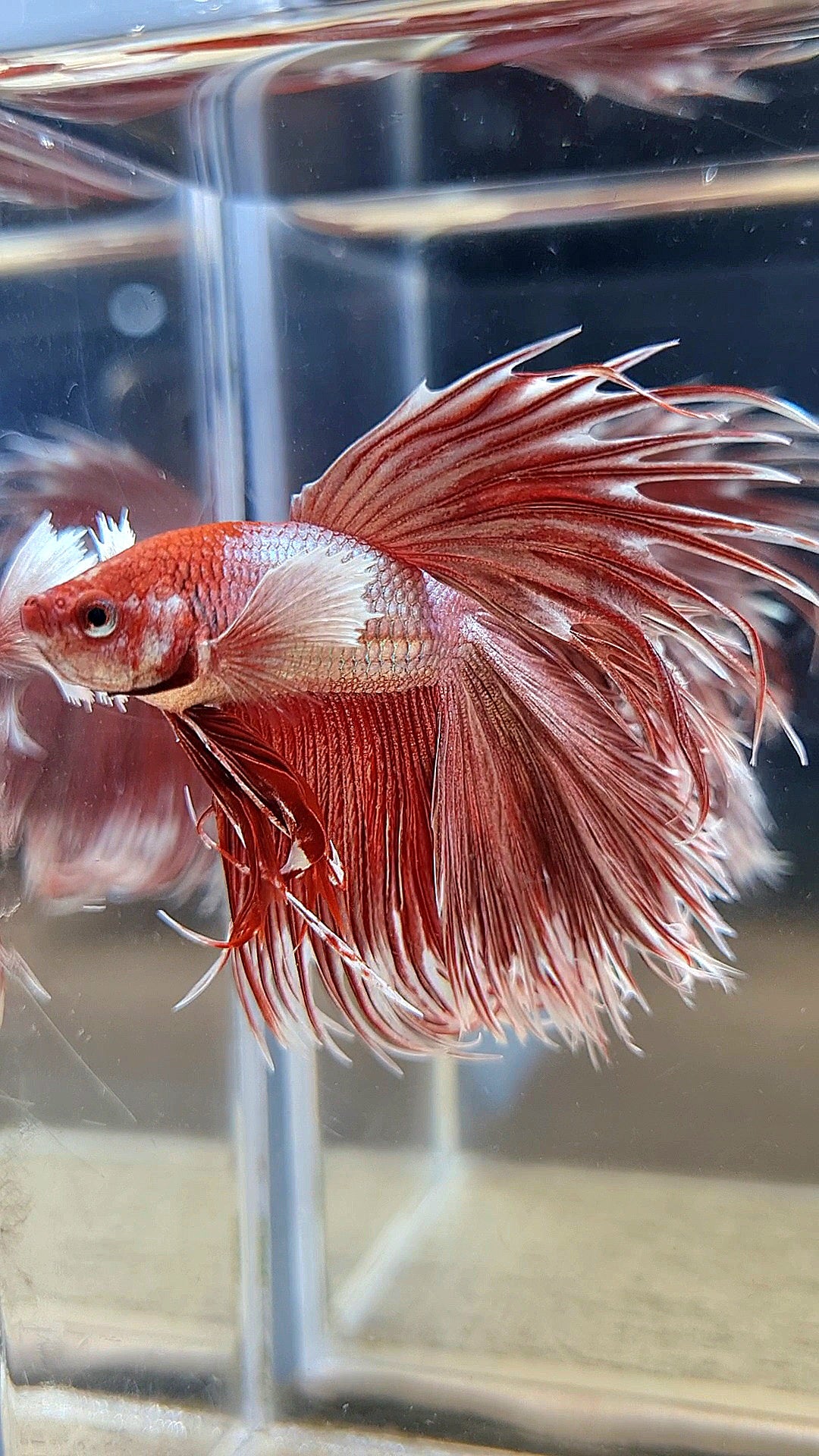 HALFMOON DOUBLE TAIL DUMBO EAR CROWNTAIL ROSEGOLD BETTA FISH