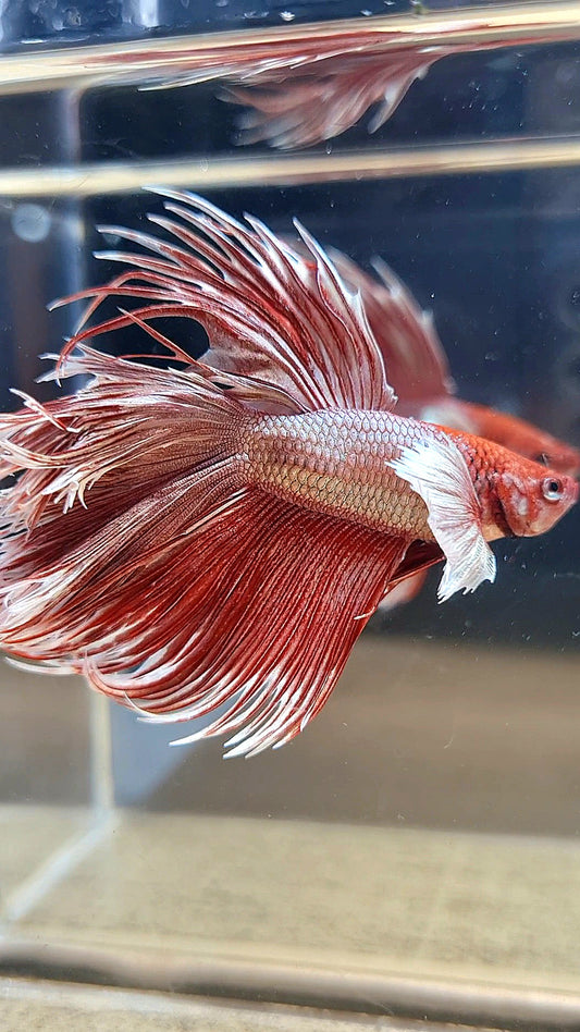 HALFMOON DOUBLE TAIL DUMBO EAR CROWNTAIL ROSEGOLD BETTA FISH