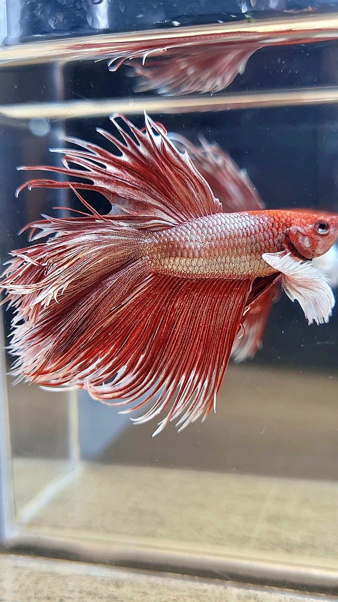 HALFMOON DOUBLE TAIL DUMBO EAR CROWNTAIL ROSEGOLD BETTA FISH