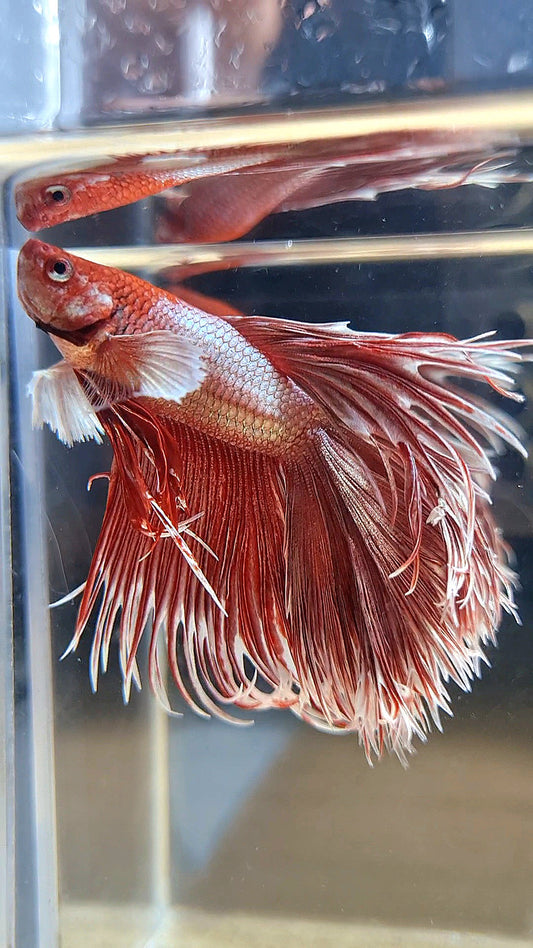 HALFMOON DOUBLE TAIL DUMBO EAR CROWNTAIL ROSEGOLD BETTA FISH
