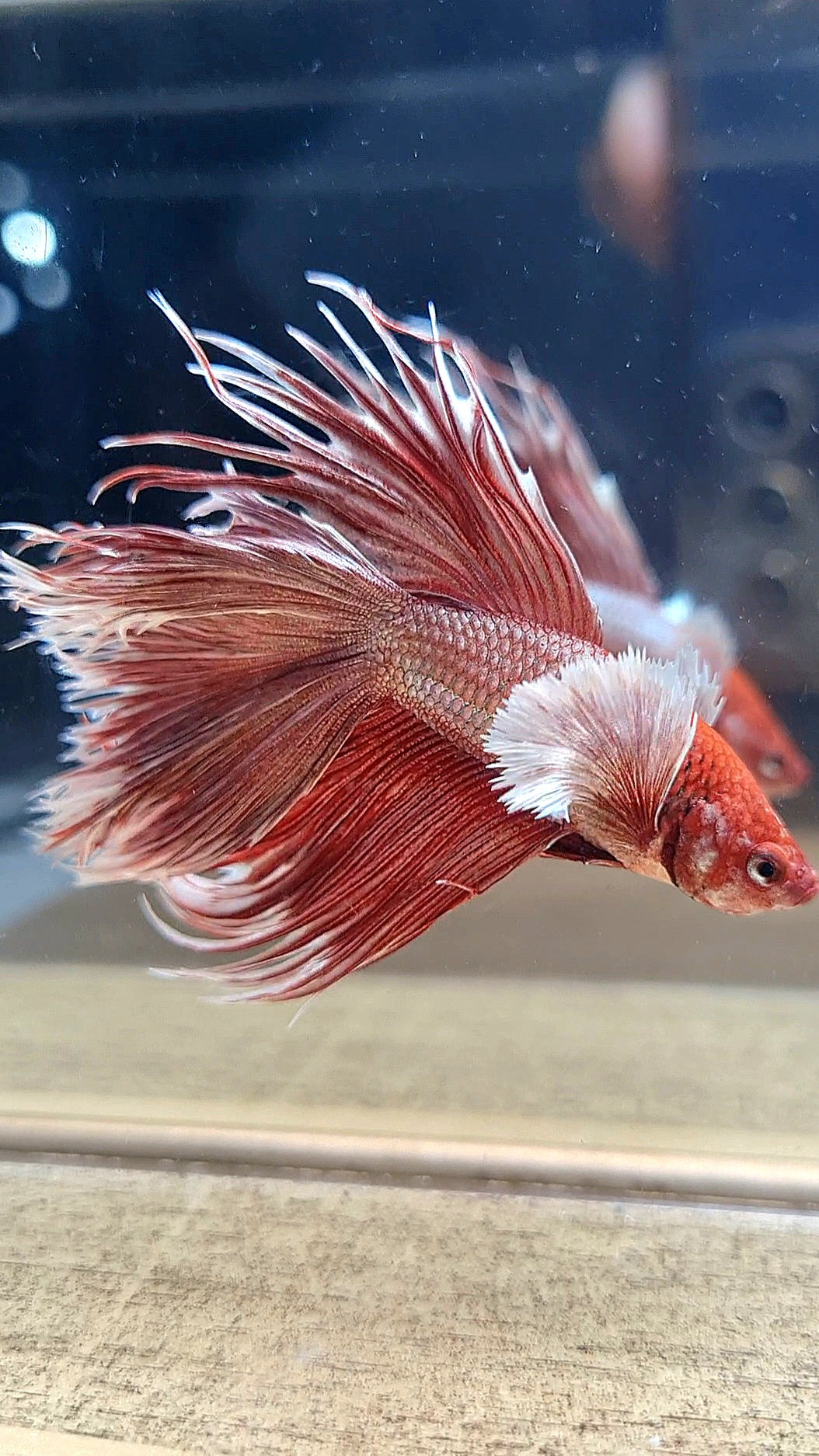 HALFMOON DOUBLE TAIL DUMBO EAR CROWNTAIL ROSEGOLD BETTA FISH