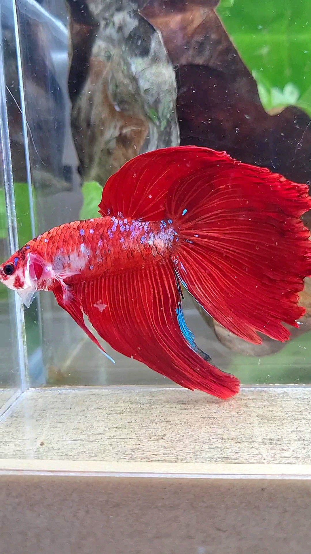 GIANT VEILTAIL DELTA TOTAL 8CM+ RED KOI GALAXY MULTICOLOR BETTA FISH