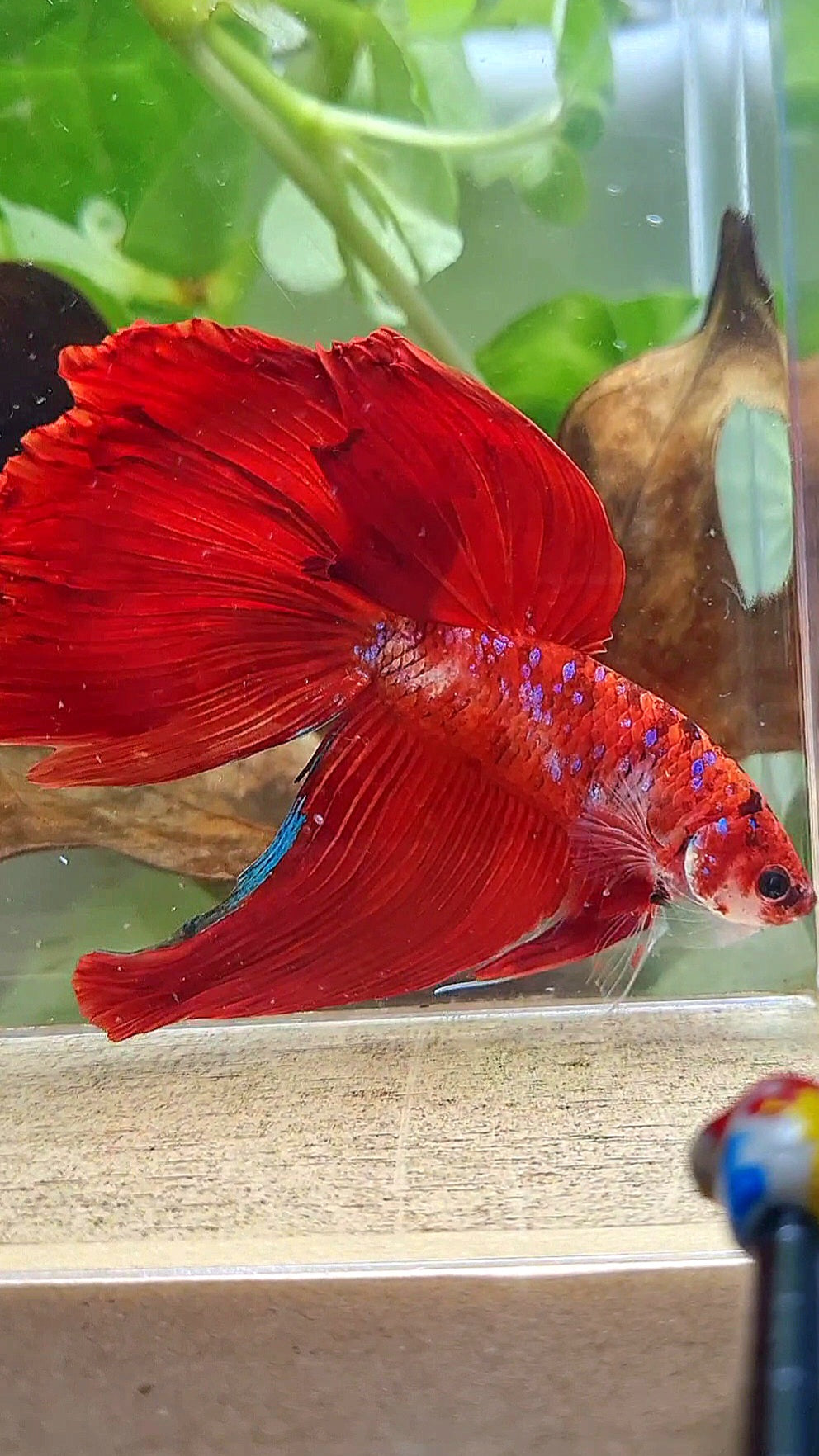 GIANT VEILTAIL DELTA TOTAL 8CM+ RED KOI GALAXY MULTICOLOR BETTA FISH