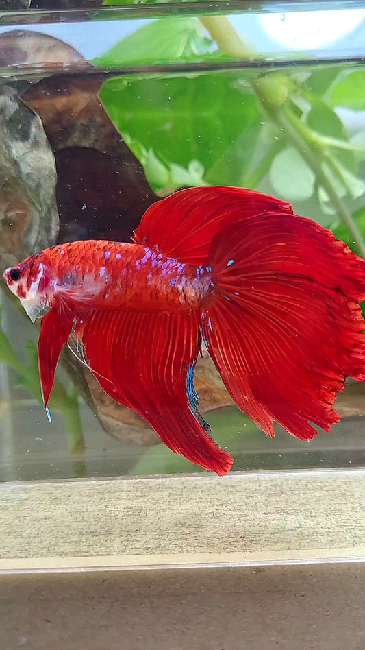GIANT VEILTAIL DELTA TOTAL 8CM+ RED KOI GALAXY MULTICOLOR BETTA FISH