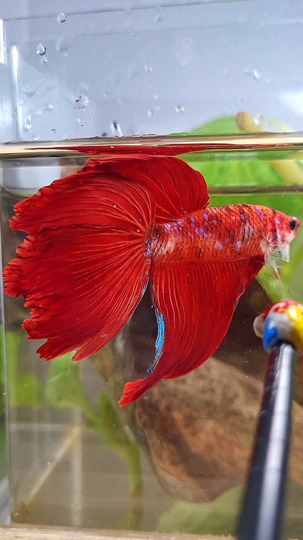 GIANT VEILTAIL DELTA TOTAL 8CM+ RED KOI GALAXY MULTICOLOR BETTA FISH