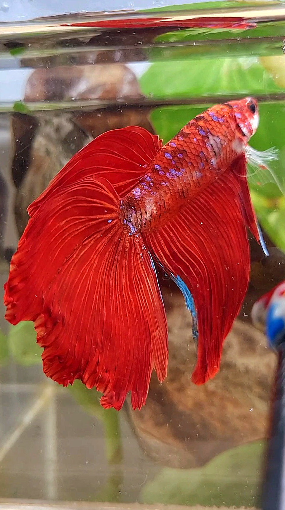 GIANT VEILTAIL DELTA TOTAL 8CM+ RED KOI GALAXY MULTICOLOR BETTA FISH