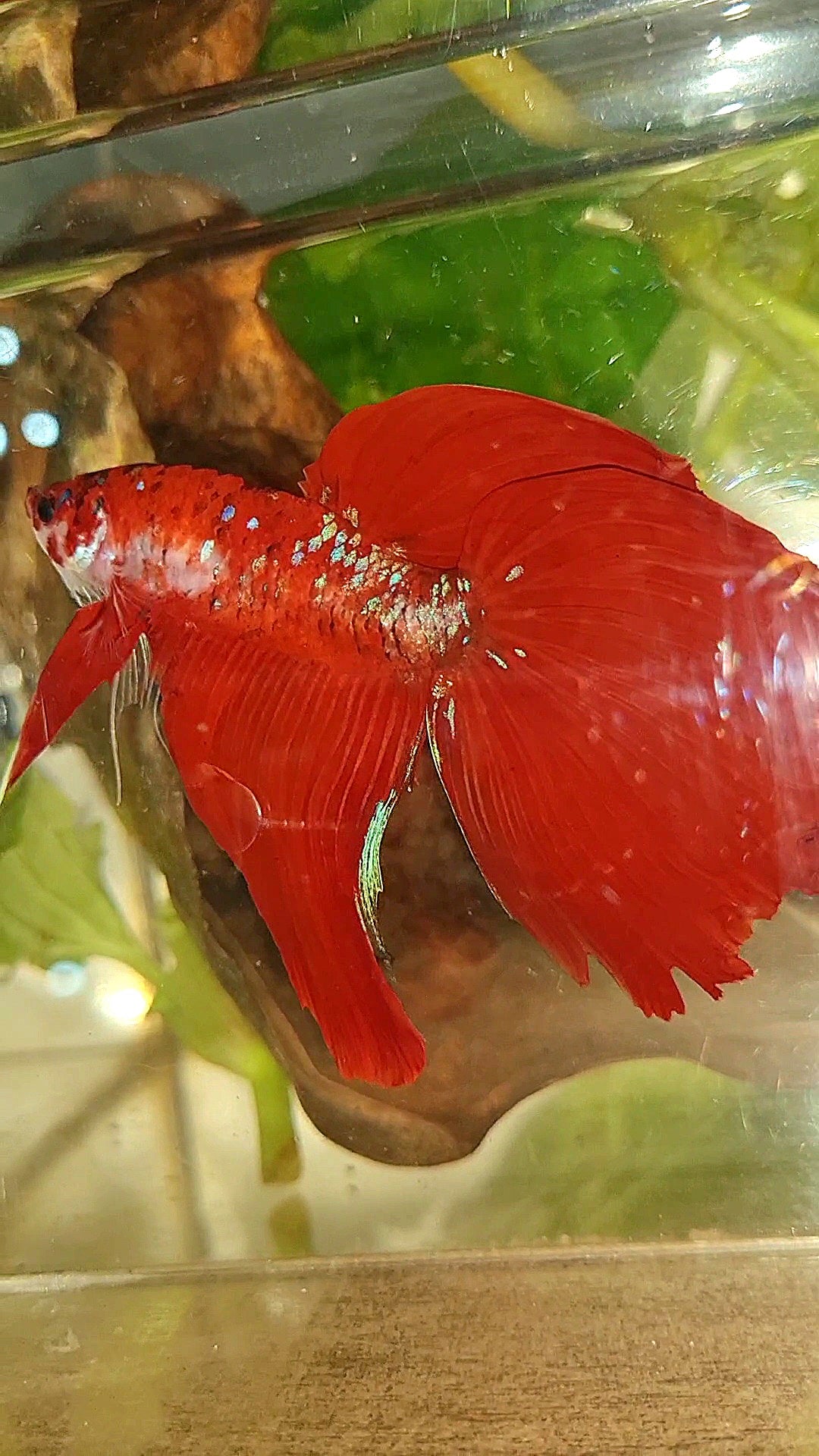 GIANT VEILTAIL DELTA TOTAL 8CM+ RED KOI GALAXY MULTICOLOR BETTA FISH