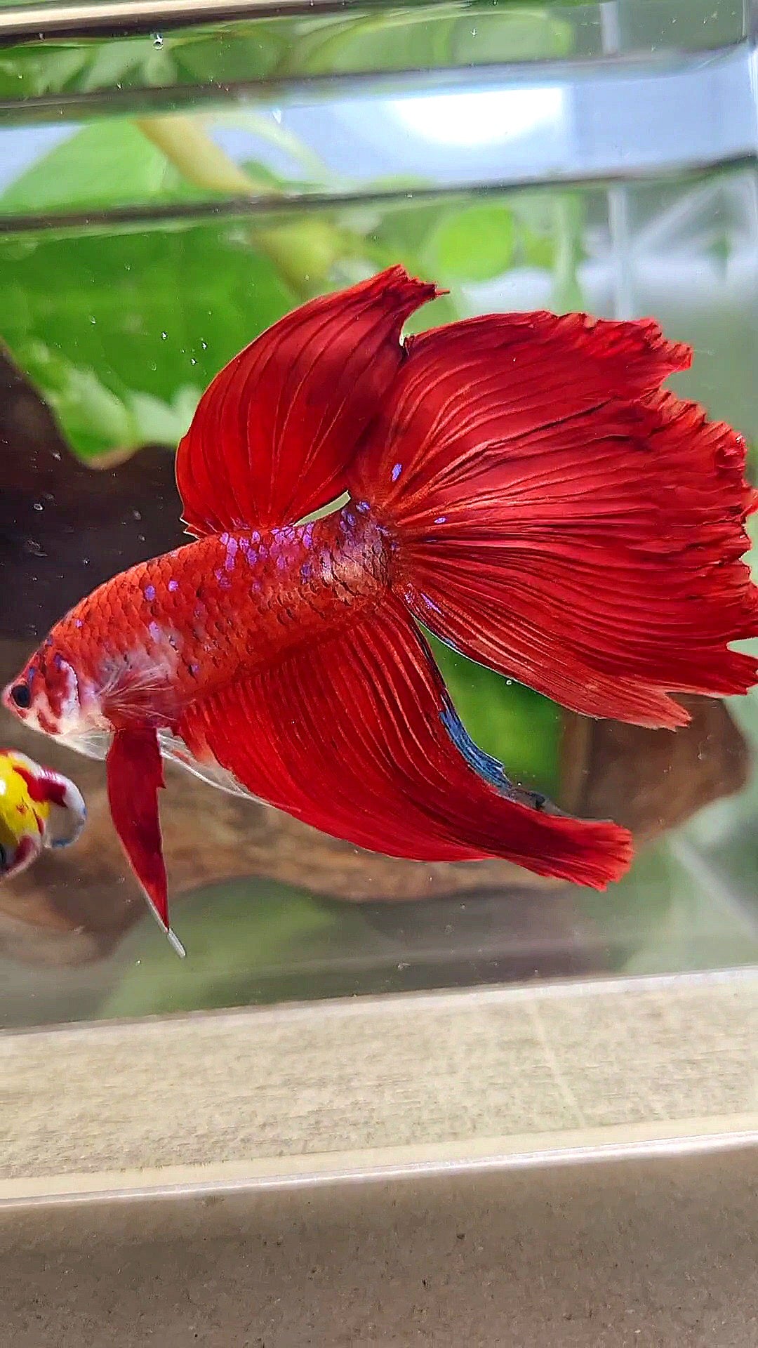 GIANT VEILTAIL DELTA TOTAL 8CM+ RED KOI GALAXY MULTICOLOR BETTA FISH