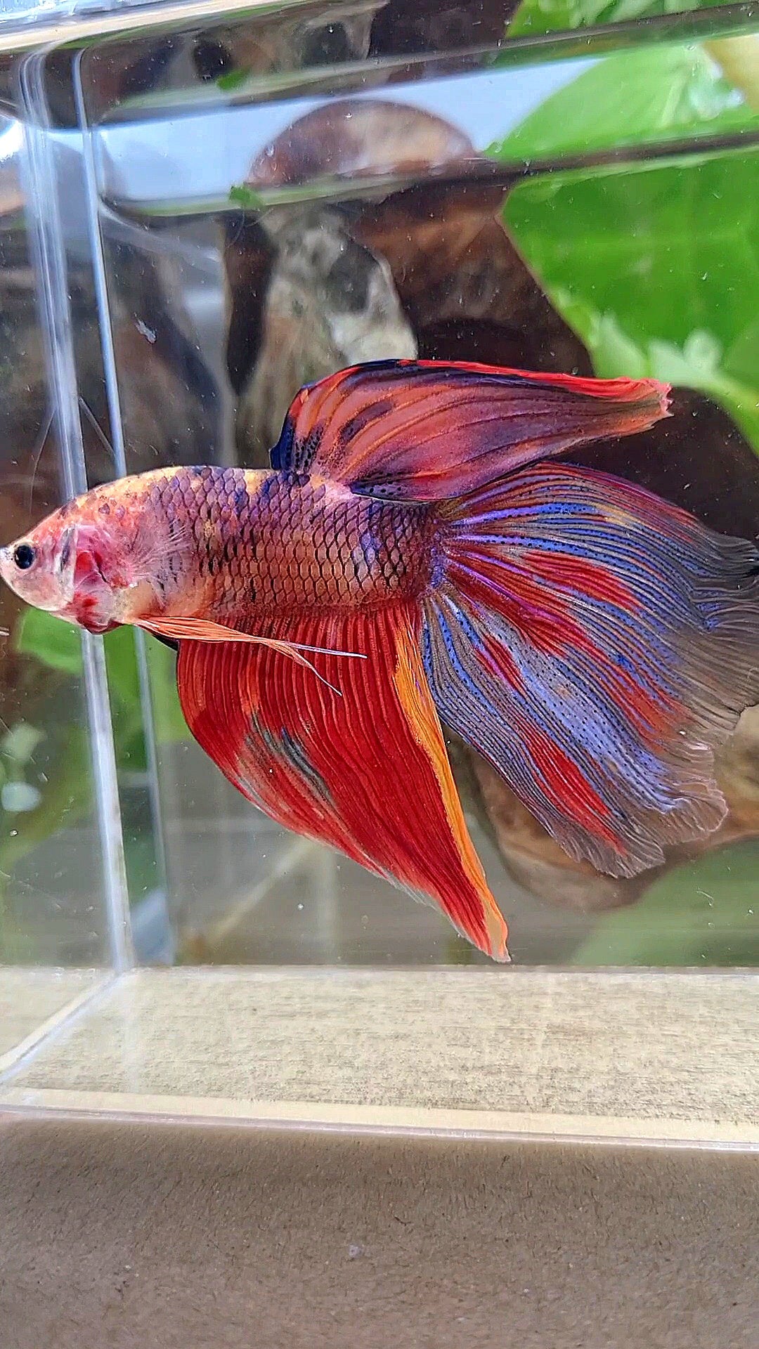 GIANT VEILTAIL DELTA TOTAL 8,5CM+ FIRE MULTICOLOR BETTA FISH