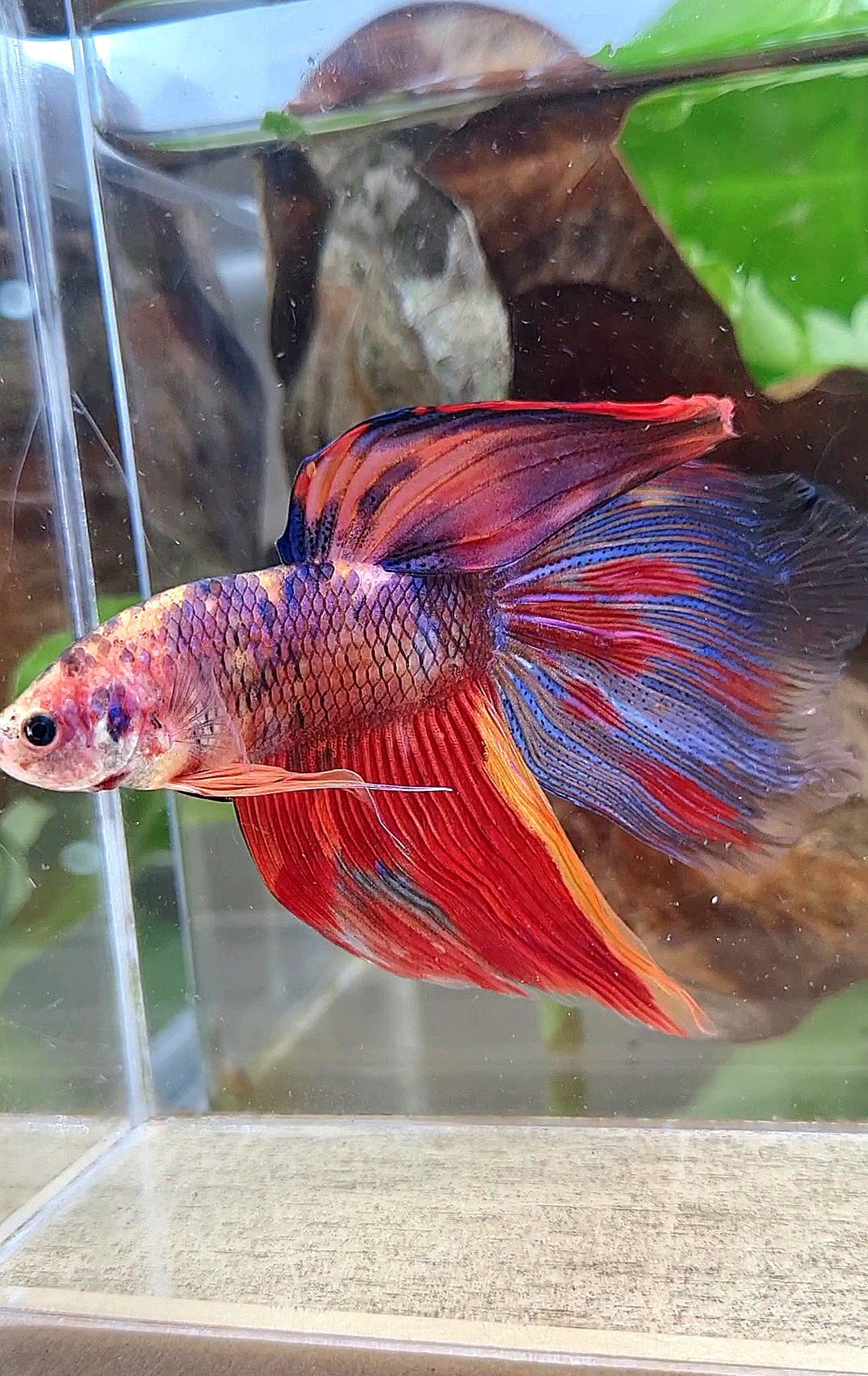 GIANT VEILTAIL DELTA TOTAL 8,5CM+ FIRE MULTICOLOR BETTA FISH