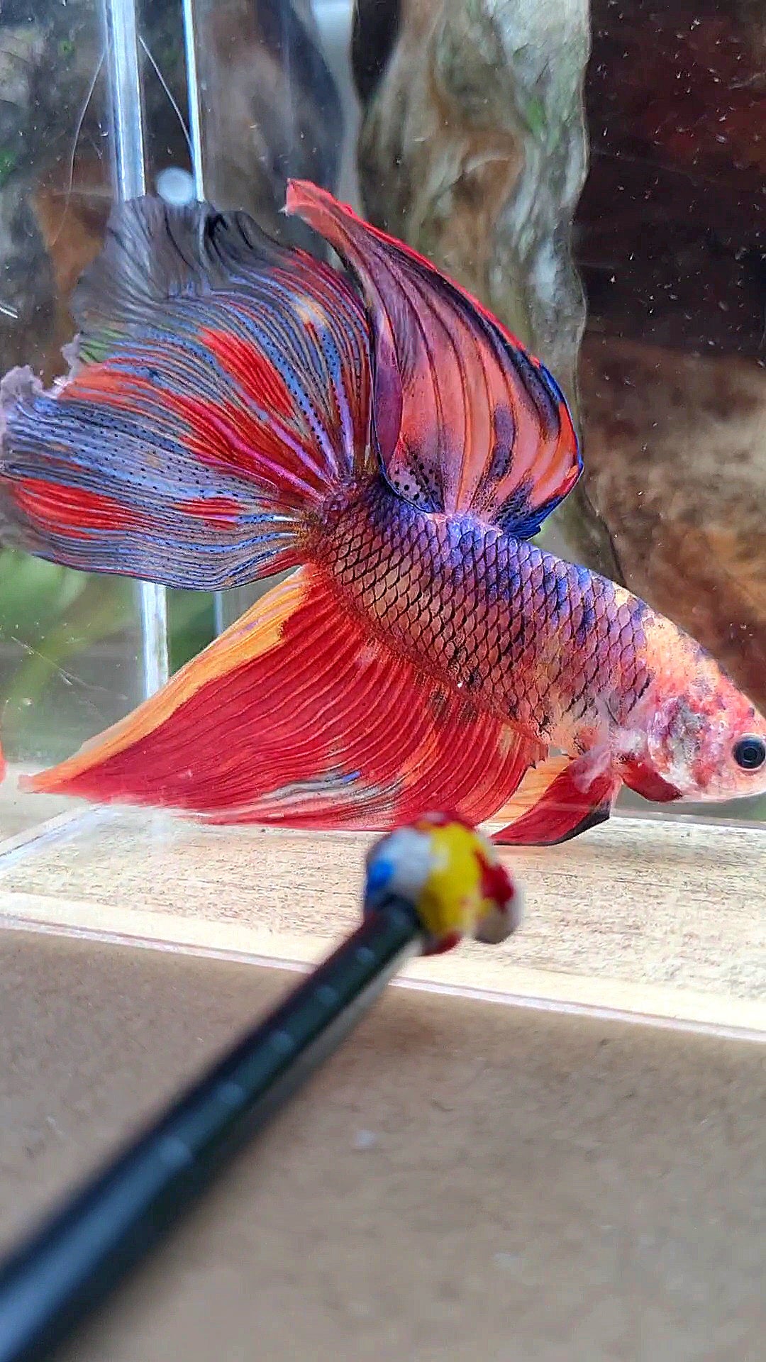 GIANT VEILTAIL DELTA TOTAL 8,5CM+ FIRE MULTICOLOR BETTA FISH