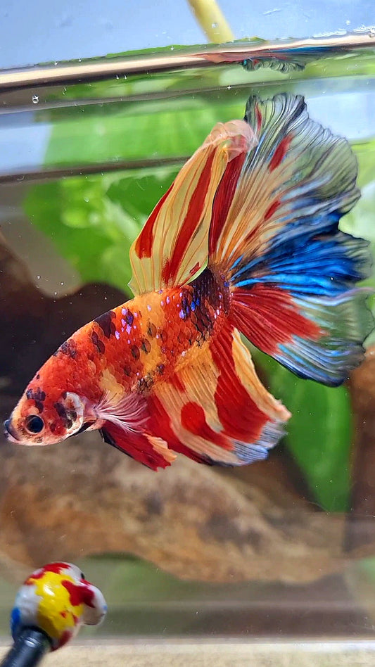 GIANT HALFMOON ROSETAIL TOTAL 8CM+ SUPER MULTICOLOR BETTA FISH