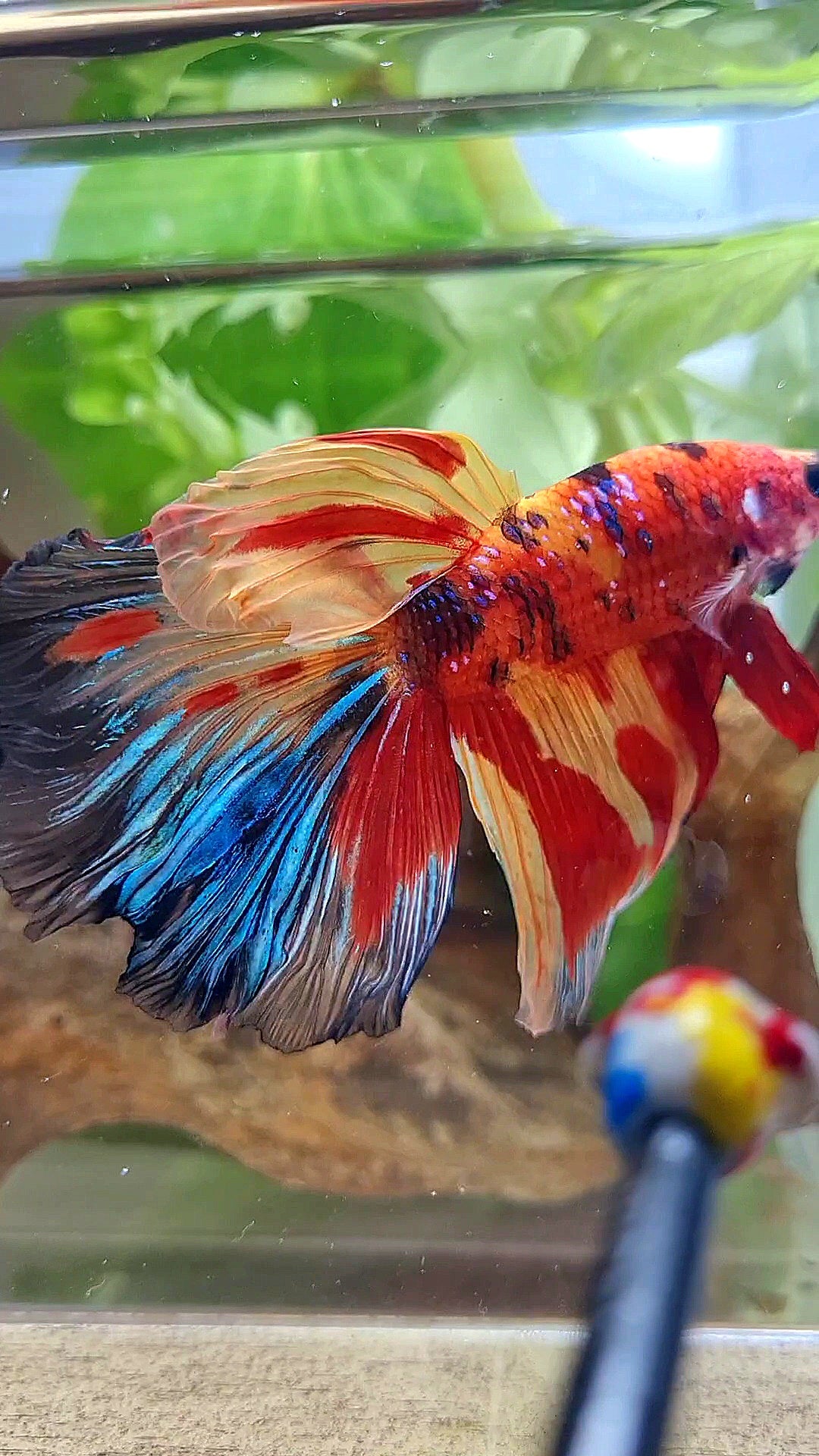 GIANT HALFMOON ROSETAIL TOTAL 8CM+ SUPER MULTICOLOR BETTA FISH