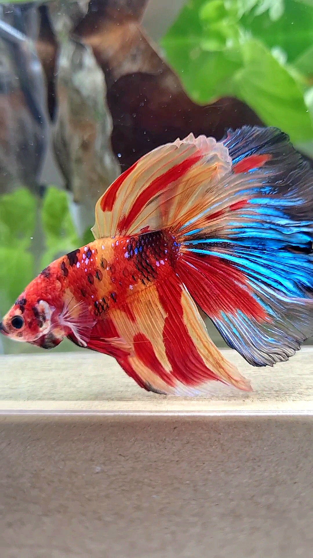 GIANT HALFMOON ROSETAIL TOTAL 8CM+ SUPER MULTICOLOR BETTA FISH