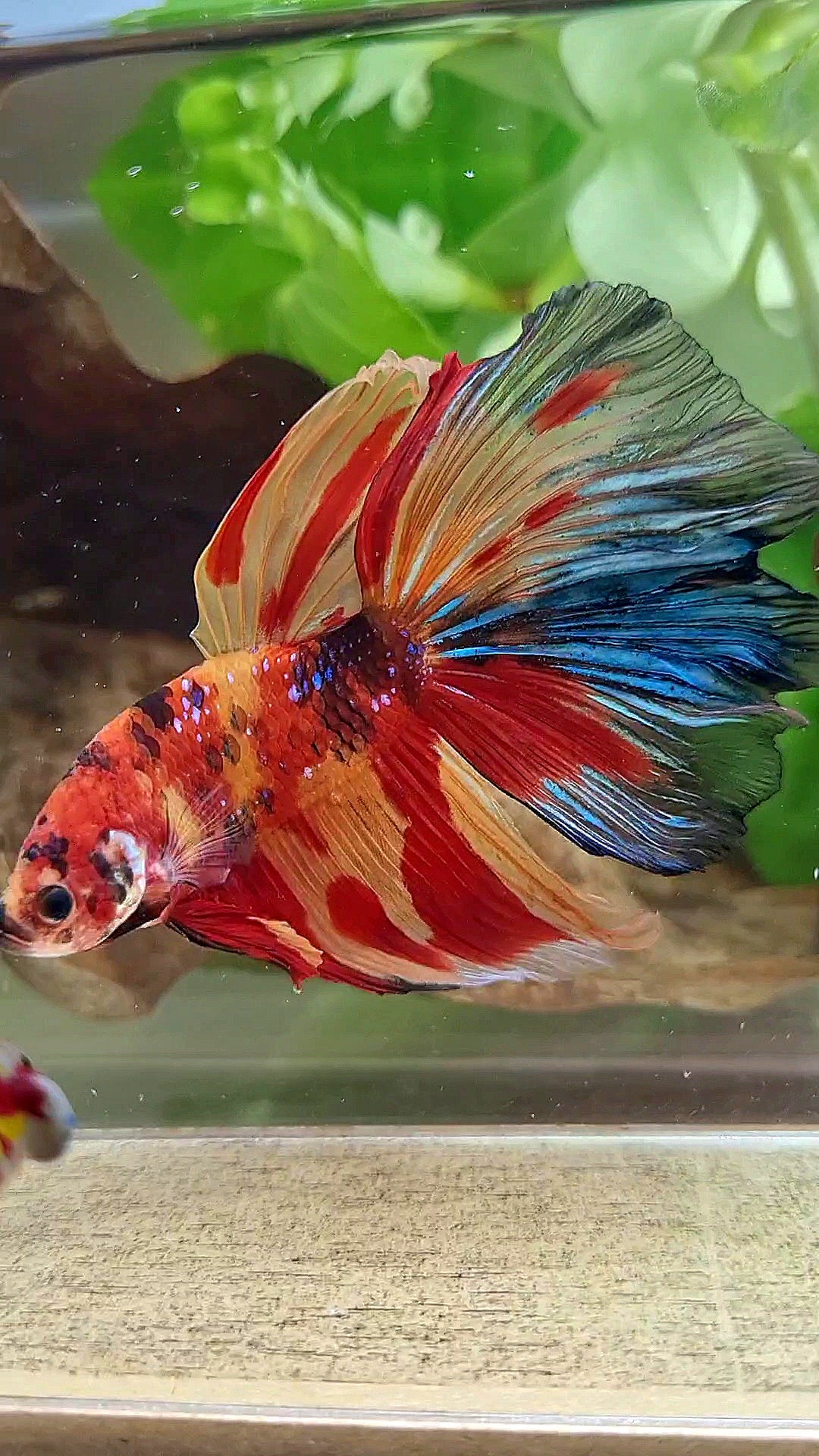 GIANT HALFMOON ROSETAIL TOTAL 8CM+ SUPER MULTICOLOR BETTA FISH