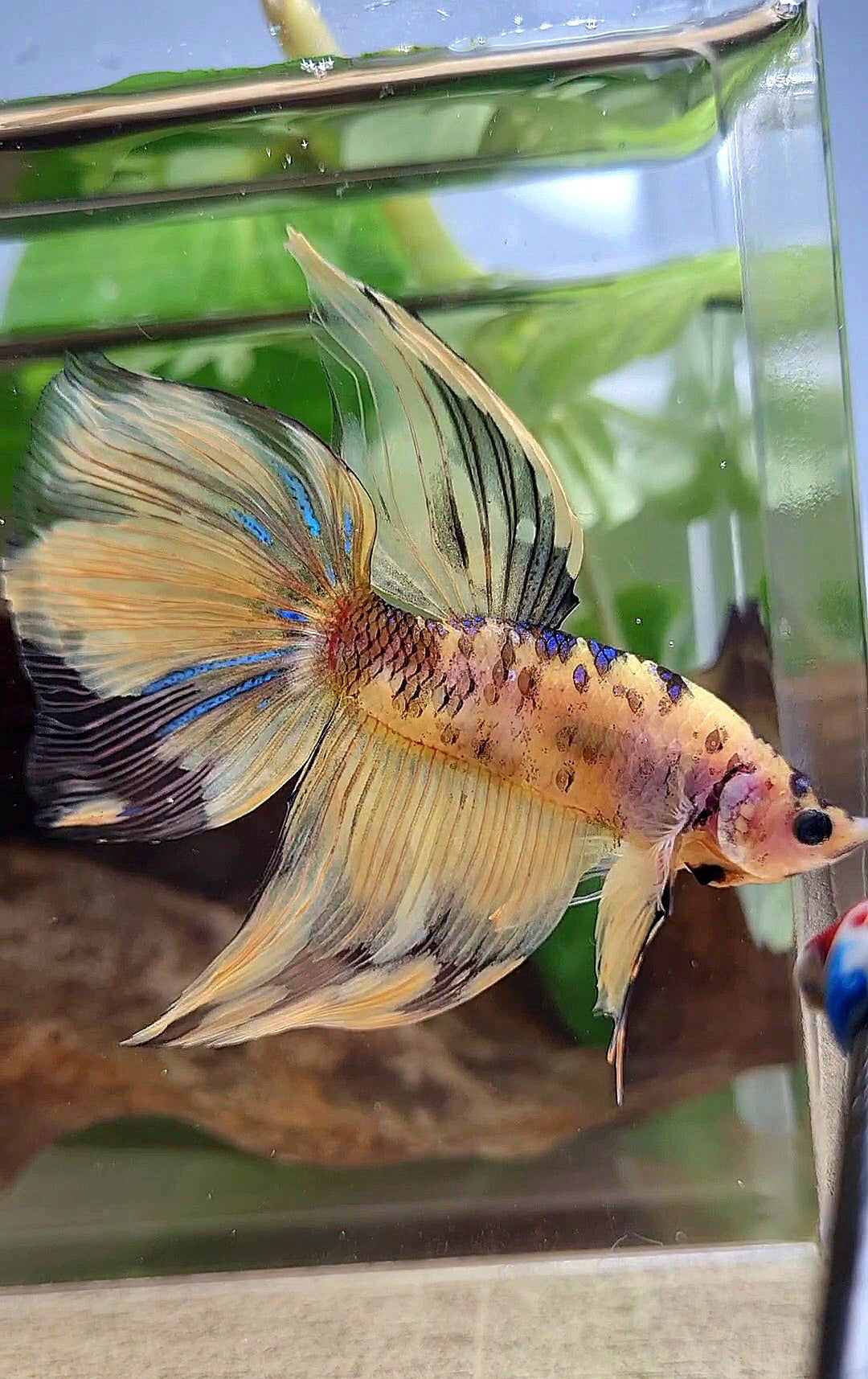 GIANT VEILTAIL DELTA TOTAL 8.5CM+ YELLOW KOI TIGER MULTICOLOR BETTA FISH