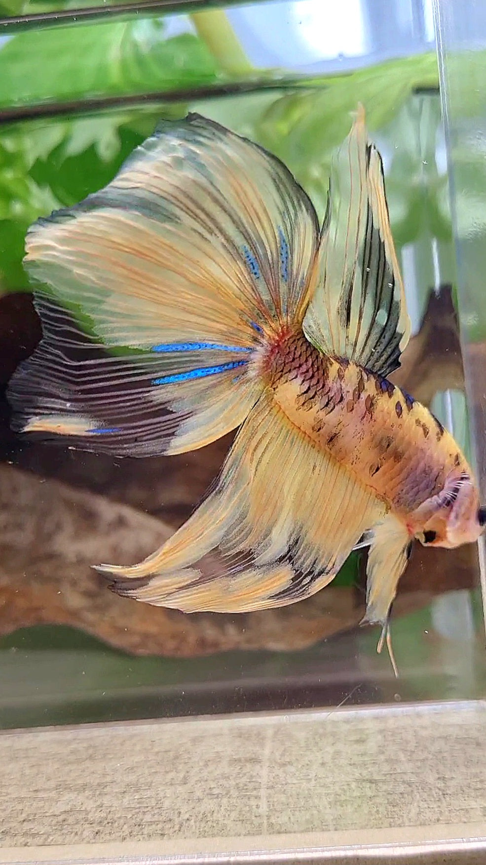 GIANT VEILTAIL DELTA TOTAL 8.5CM+ YELLOW KOI TIGER MULTICOLOR BETTA FISH