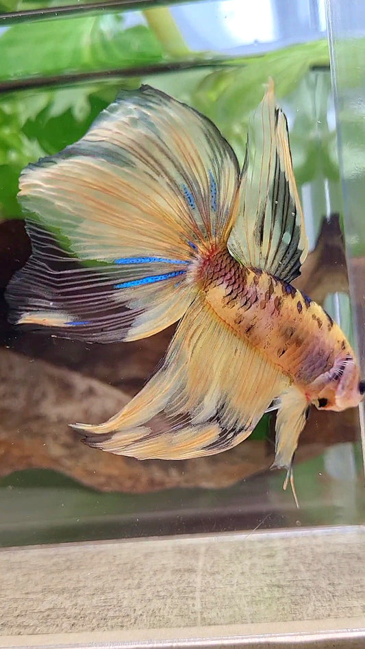 GIANT VEILTAIL DELTA TOTAL 8.5CM+ YELLOW KOI TIGER MULTICOLOR BETTA FISH