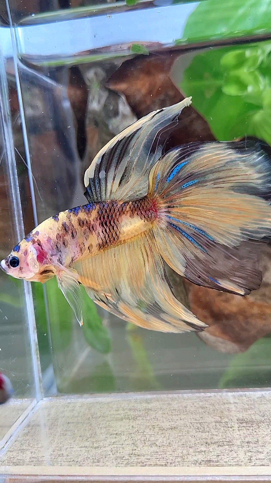 GIANT VEILTAIL DELTA TOTAL 8.5CM+ YELLOW KOI TIGER MULTICOLOR BETTA FISH