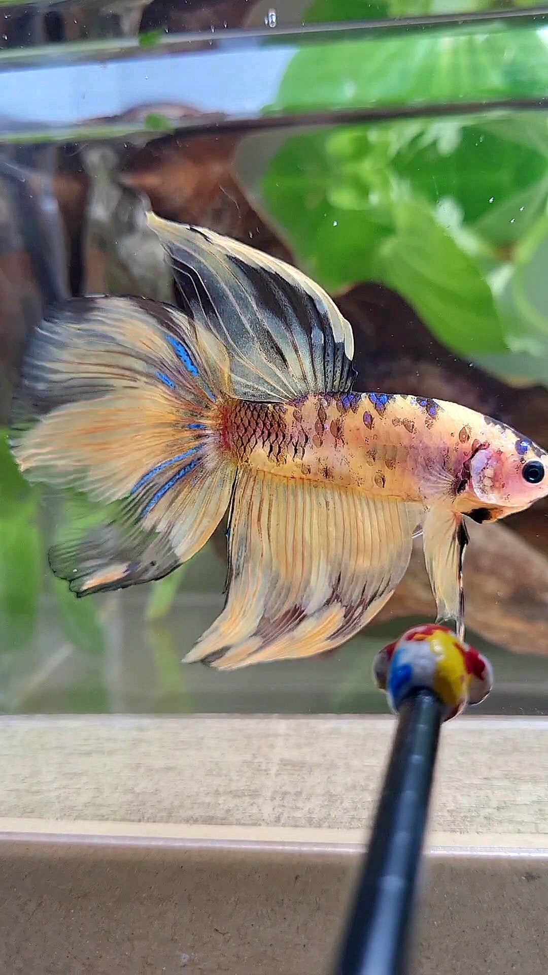 GIANT VEILTAIL DELTA TOTAL 8.5CM+ YELLOW KOI TIGER MULTICOLOR BETTA FISH