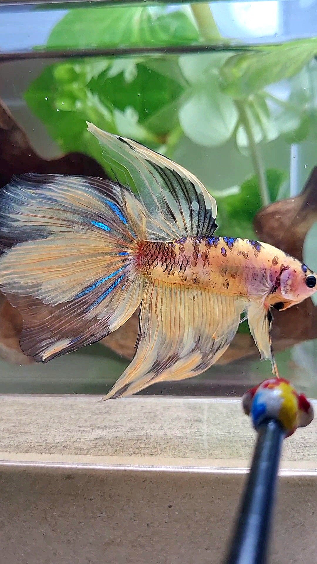 GIANT VEILTAIL DELTA TOTAL 8.5CM+ YELLOW KOI TIGER MULTICOLOR BETTA FISH