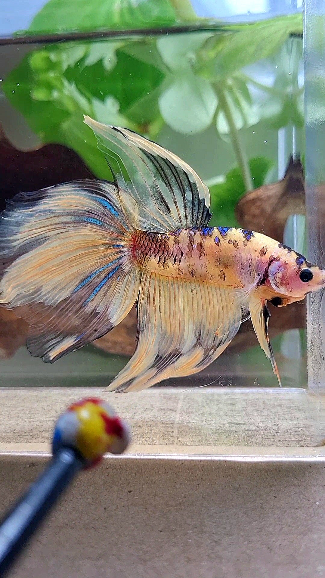 GIANT VEILTAIL DELTA TOTAL 8.5CM+ YELLOW KOI TIGER MULTICOLOR BETTA FISH