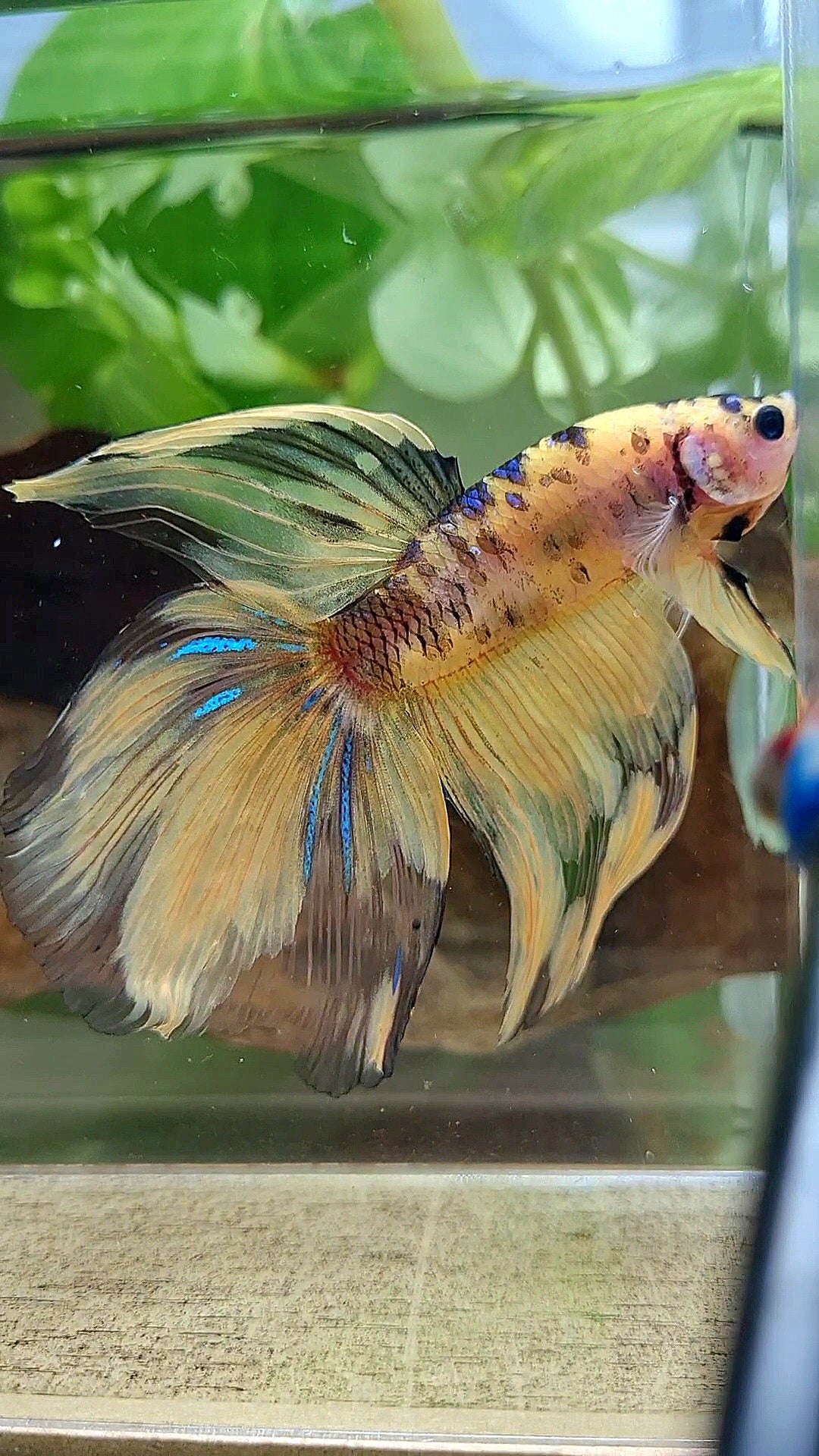 GIANT VEILTAIL DELTA TOTAL 8.5CM+ YELLOW KOI TIGER MULTICOLOR BETTA FISH