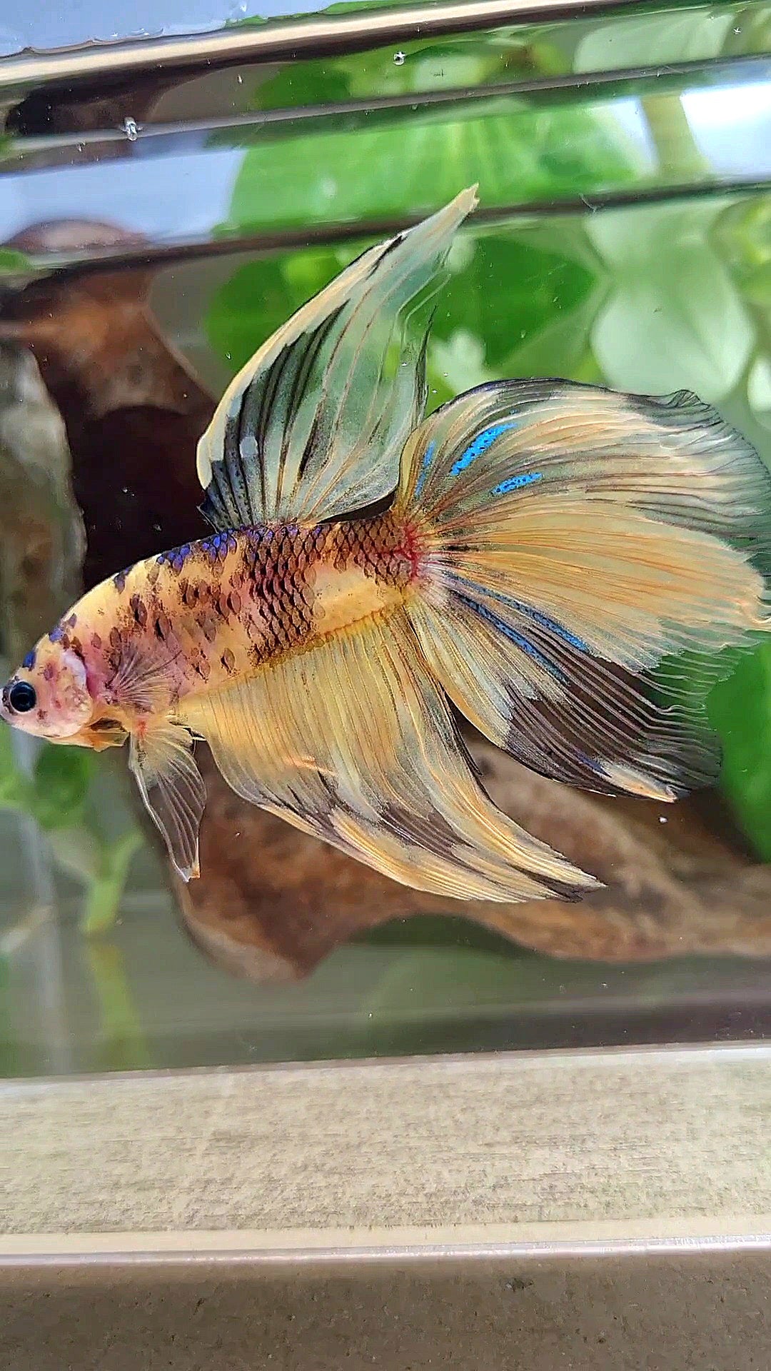 GIANT VEILTAIL DELTA TOTAL 8.5CM+ YELLOW KOI TIGER MULTICOLOR BETTA FISH