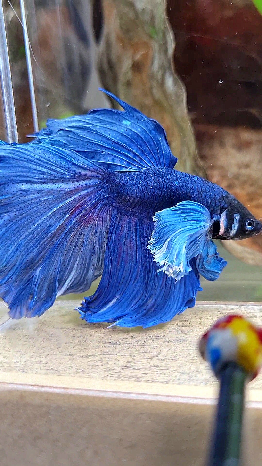 HALFMOON DUMBO COLORED EAR ROSETAIL SUPER BLUE BETTA FISH