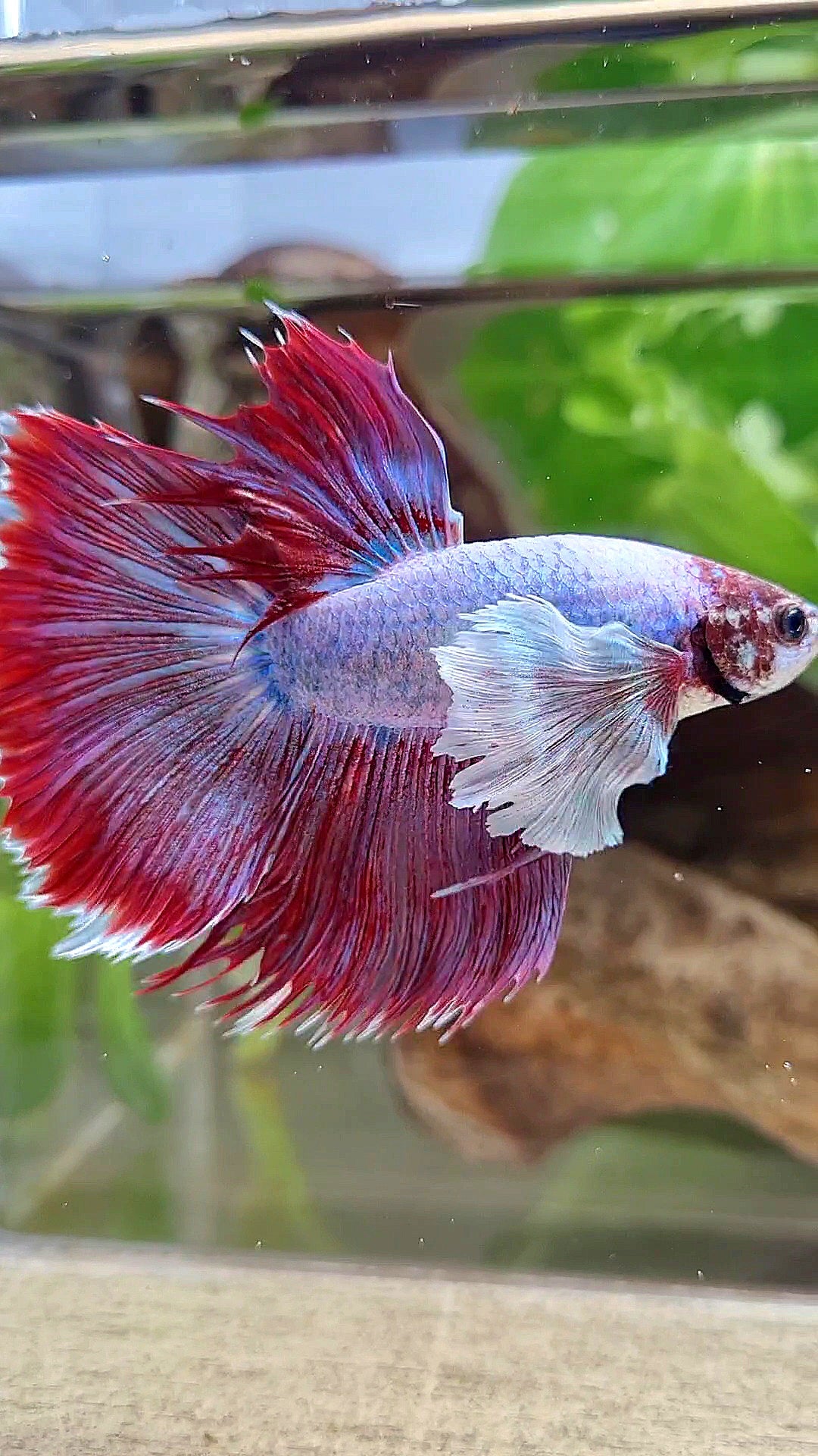 HALFMOON SUPER DUMBO EAR RED MAGENTA BETTA FISH