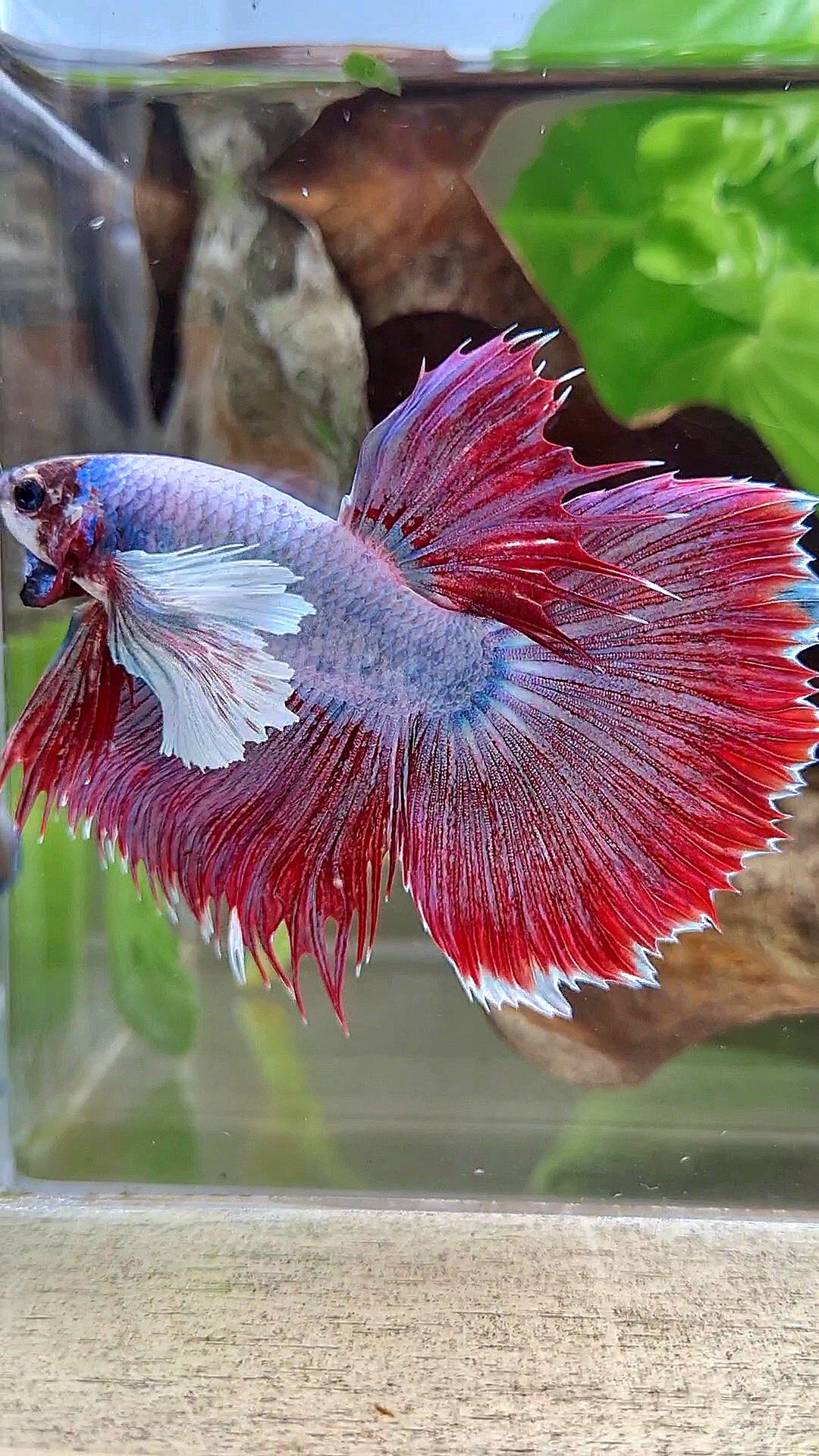 HALFMOON SUPER DUMBO EAR RED MAGENTA BETTA FISH