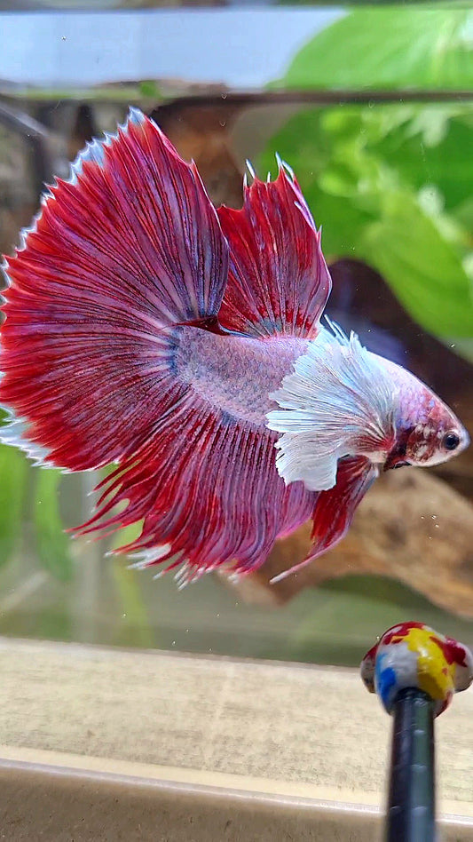 HALFMOON SUPER DUMBO EAR RED MAGENTA BETTA FISH