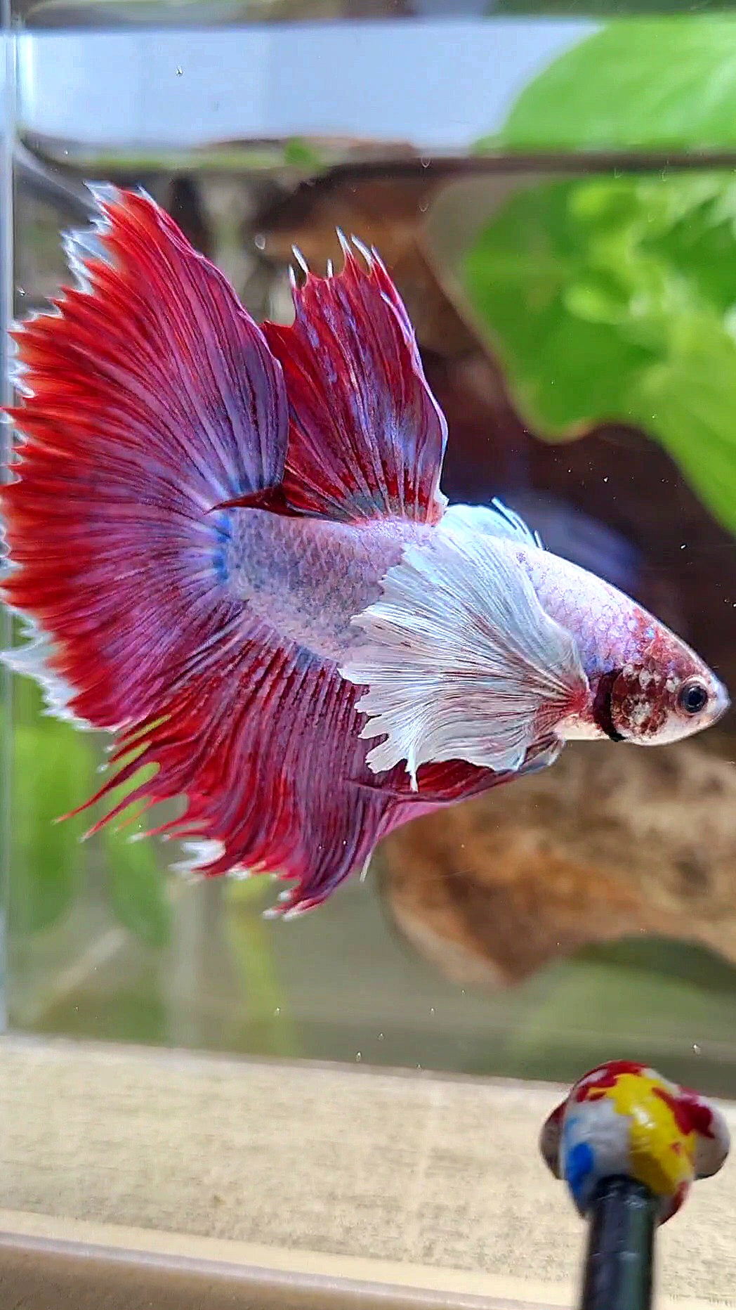 HALFMOON SUPER DUMBO EAR RED MAGENTA BETTA FISH