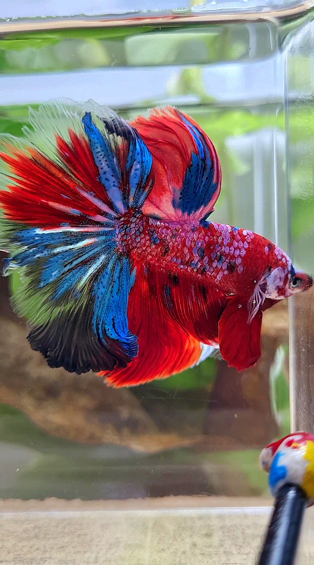 HALFMOON ROSETAIL CRESCENT TAIL RED GALAXY MULTICOLOR BETTA FISH